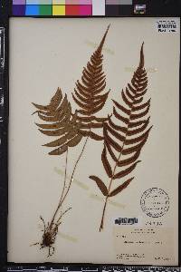 Blechnum occidentale image