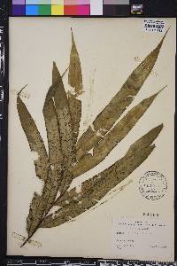 Pteris grandifolia image