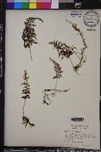 Hymenophyllum fucoides image