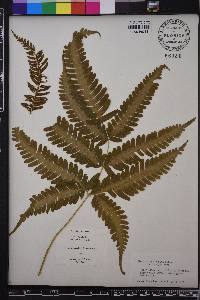 Pteris quadriaurita image