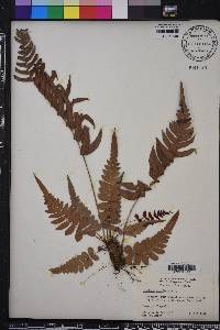 Blechnum occidentale image