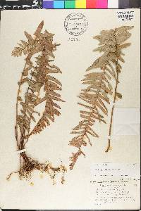 Nephrolepis exaltata image