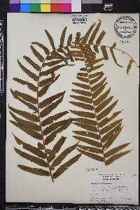 Nephrolepis biserrata image