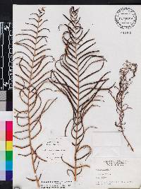 Pteris delchampsii image