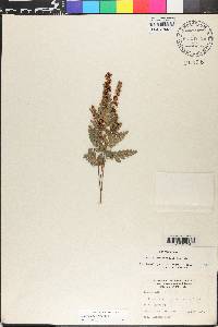Anemia adiantifolia image