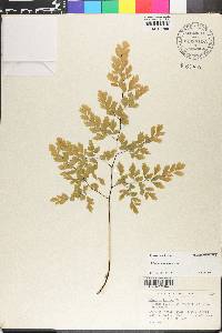 Adiantum tenerum image