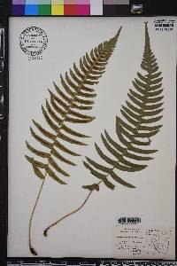 Blechnum occidentale image