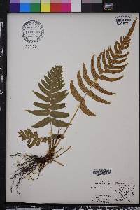 Blechnum occidentale image