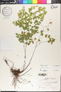 Adiantum tenerum image