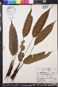 Diplazium plantaginifolium image