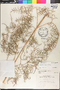 Pteridium caudatum image