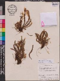 Lellingeria suspensa image