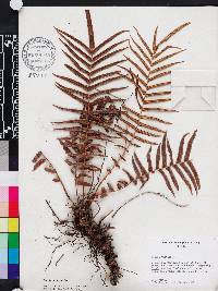 Pteris vittata image