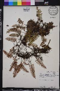 Pleopeltis polypodioides image