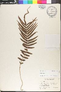 Pteris vittata image