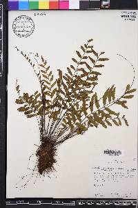 Asplenium radicans image