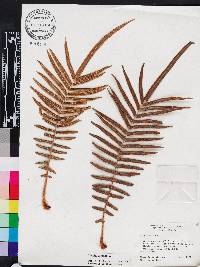 Pteris vittata image