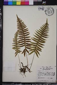 Polypodium loriceum image