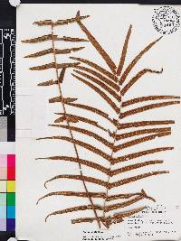 Pteris vittata image