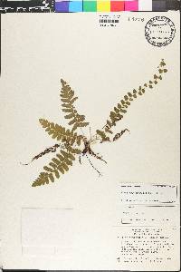 Goniopteris reptans image