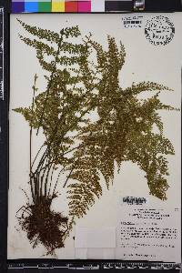 Asplenium cristatum image