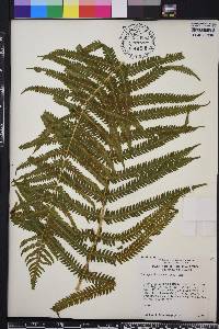 Thelypteris patens image