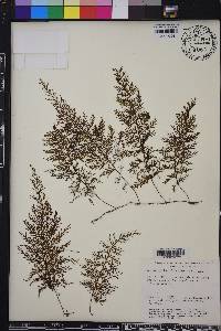 Hymenophyllum fucoides image