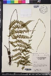 Asplenium radicans image