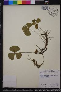 Marsilea quadrifolia image