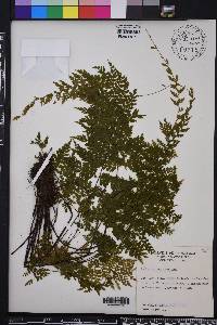 Asplenium cristatum image
