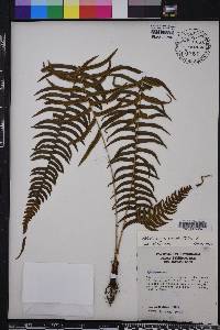 Blechnum occidentale image