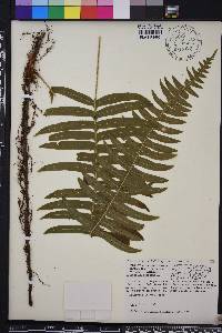 Polypodium loriceum image