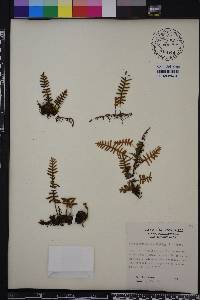 Pleopeltis polypodioides image