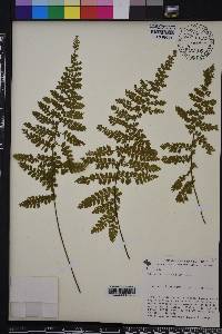 Asplenium cristatum image