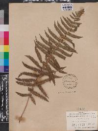 Thelypteris augescens image