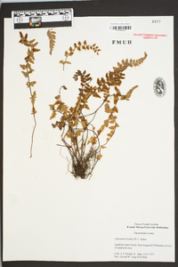 Asplenium bradleyi image