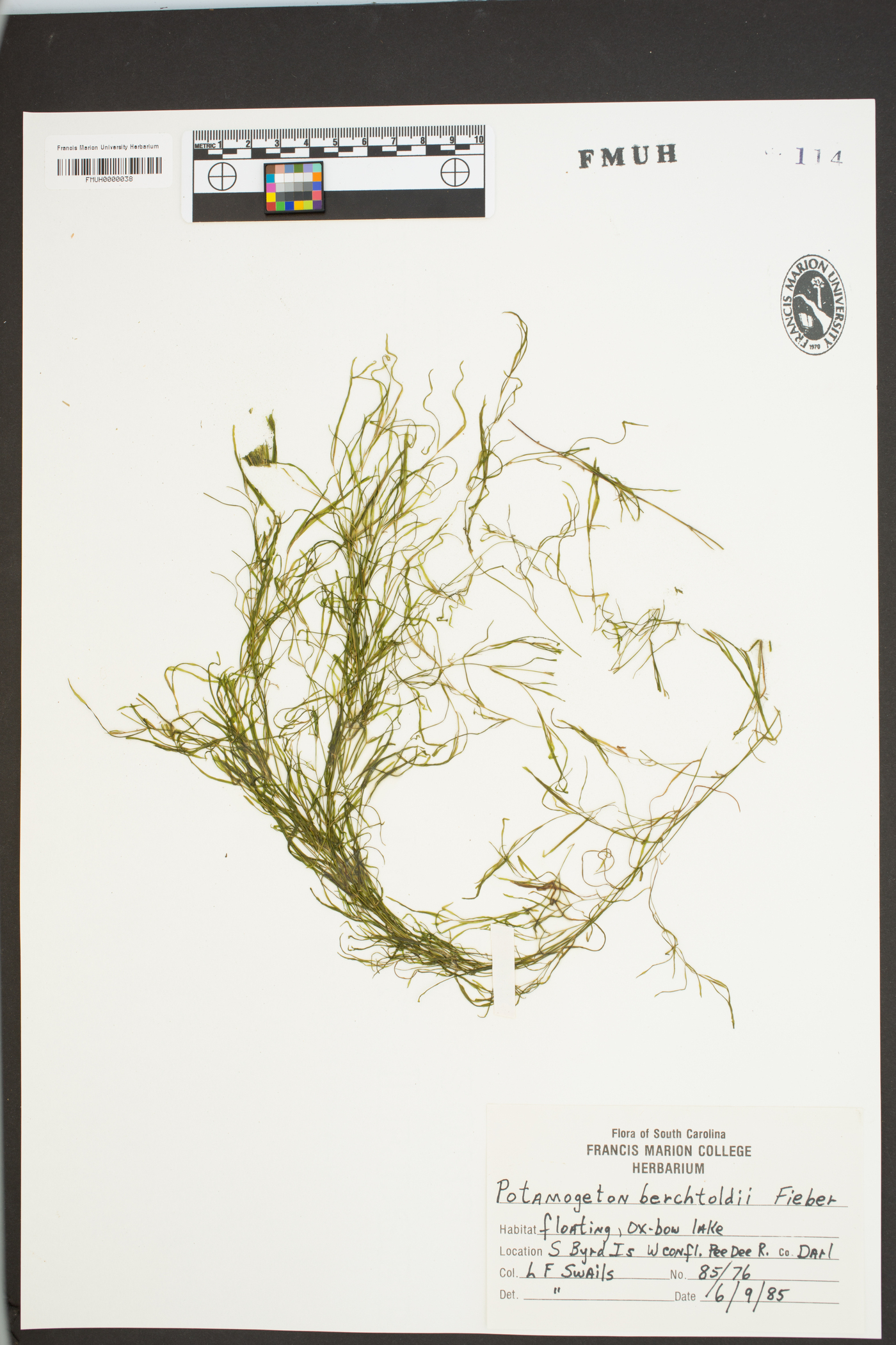 Potamogeton berchtoldii image
