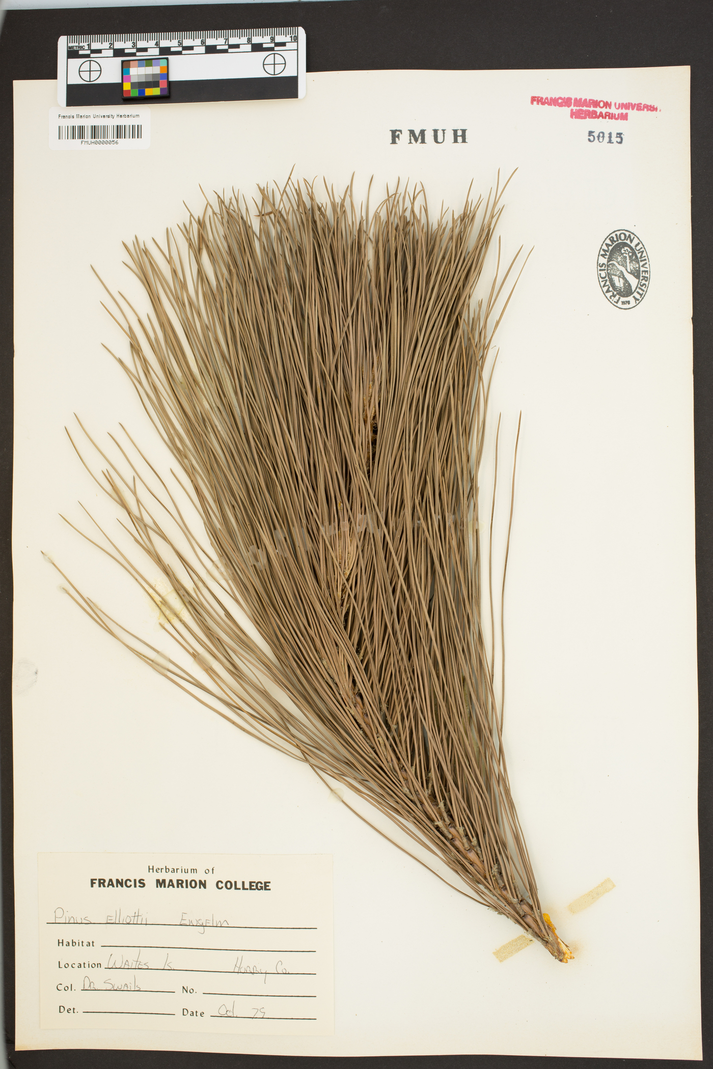 Pinus elliottii image