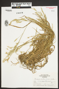 Bromus catharticus image