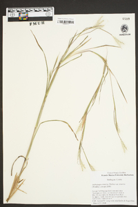 Andropogon ternarius image