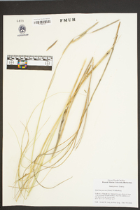 Spartina patens image