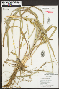 Paspalum floridanum image