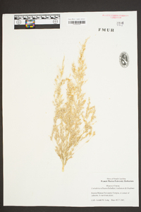 Cortaderia selloana image