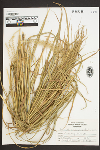 Miscanthus sinensis image