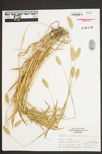 Phalaris caroliniana image