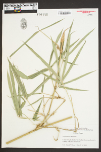 Phyllostachys aurea image