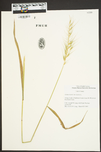 Elymus hystrix image