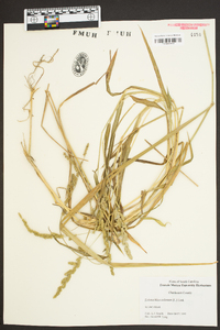 Echinochloa colona image