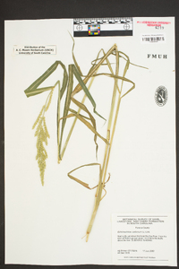 Echinochloa colona image