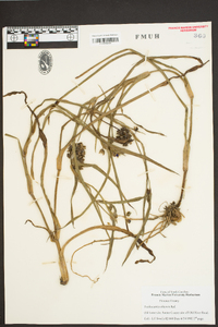 Tradescantia ohiensis image